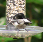 Carolina Chickadee